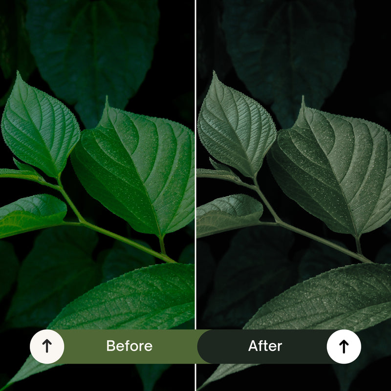 10 Cinematic Green Lightroom Presets